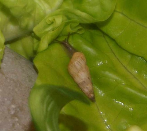 45CT0344.JPG