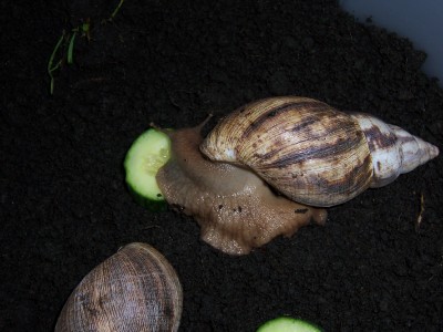 Achatina albopicta.jpg