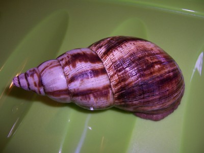 a.alboreti.jpg