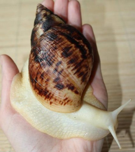 Achatina reticulata (albino).JPG