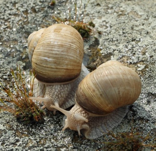 Snails-1a.jpg