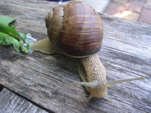 Schnecke034_800x600.jpg