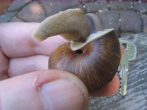 Schnecke036_800x600.jpg