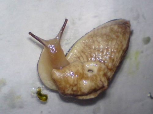 Mützenschnecke 01.jpg