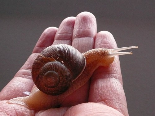 schnecke_haus_seite_tag13.jpg