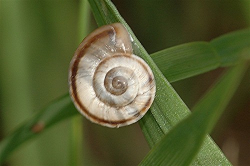 DSC_7987 Schnecke, Ausschnitt, Schärfe, verkleinert.jpg