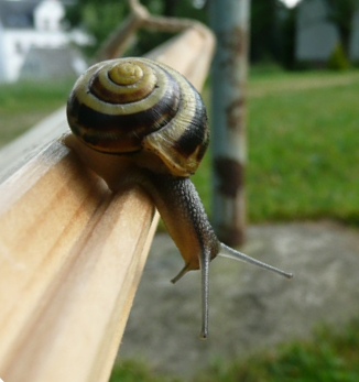 schnecks 097.jpg
