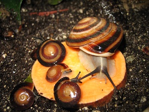 Pleurodonte rostrata und Nachwuchs.jpg