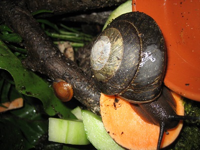 Pleurodonte excellens und Nachwuchs.jpg