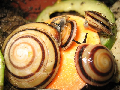 Pleurodonte marginella marginella und Nachwuchs.jpg