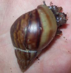 Schnecke1.jpg