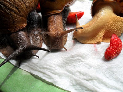 3 Notfallfulis 009.JPG