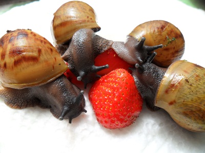 3 Notfallfulis 008.JPG