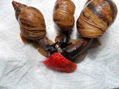 3 Notfallfulis 004.JPG