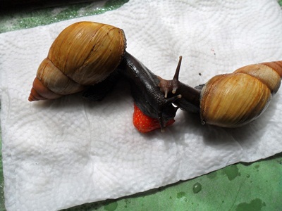 3 Notfallfulis 005.JPG