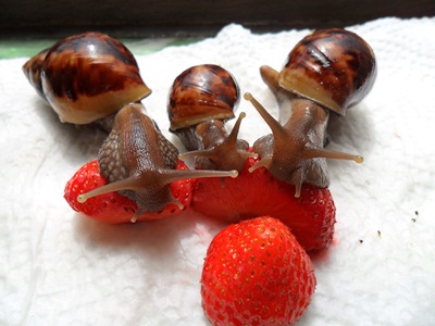 3 Notfallfulis 007.JPG