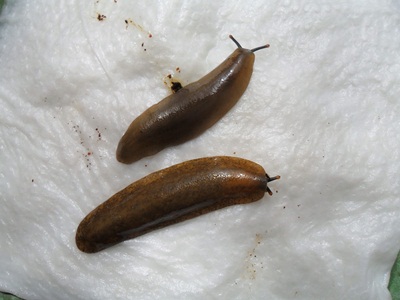 3 Notfallfulis 013.JPG