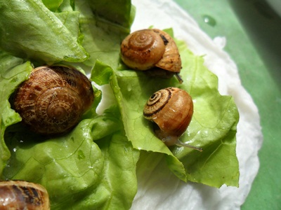 3 Notfallfulis 016.JPG