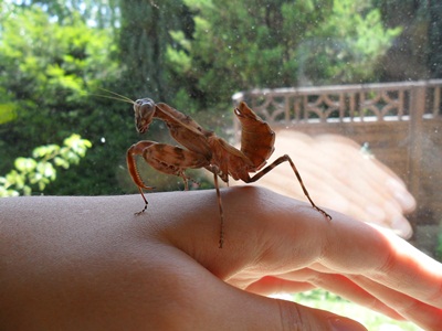 3 Notfallfulis 014.JPG