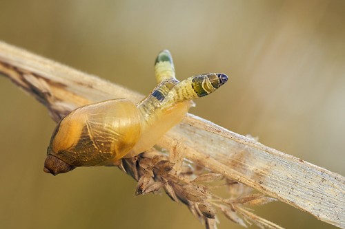 mm287-bernsteinschnecke-succinea-putris-parasit-saugwurm-leucochloridium-paradoxum.jpg