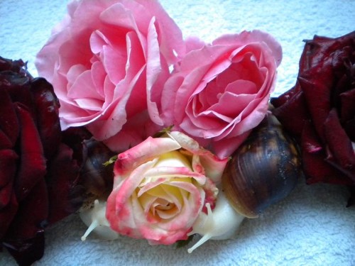 043 (v.links Avalon, Camelot).jpg