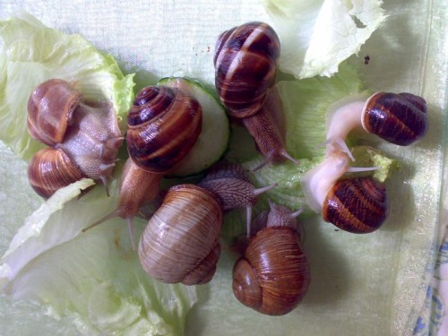 Schneckensalat.jpg