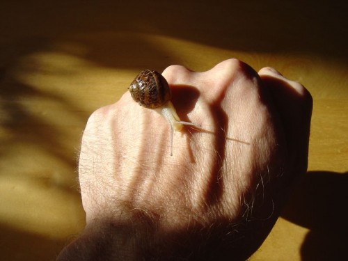 SL2003.jpg