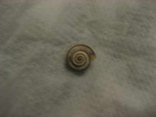 slows wachstumsrand.JPG