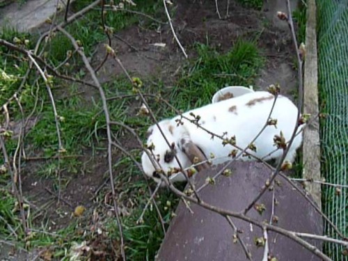 Bilder 2009 010.jpg