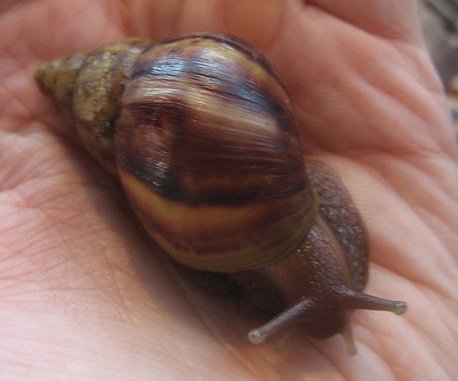 Schnecke Io 003.JPG