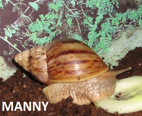 snail1.jpg