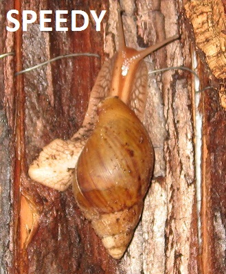 snail4.jpg