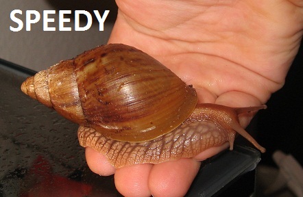 snail5.jpg