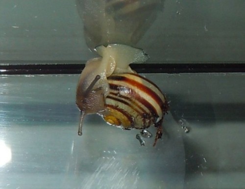 schneckolino1.jpg