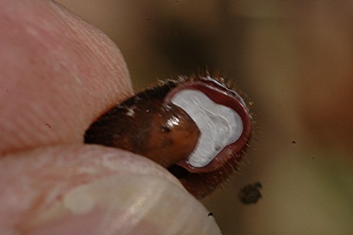 DSC_5891 Schnecke, Ausschnitt, Schärfe, klein.jpg