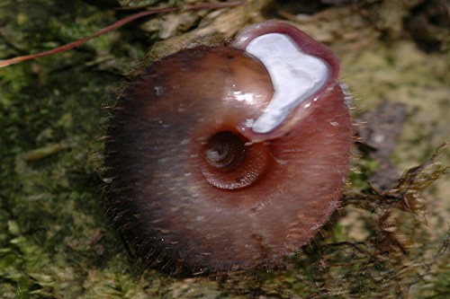 DSC_5892 Schnecke, Ausschnitt, Schärfe, klein.jpg