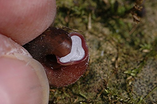 DSC_5893 Schnecke, Schärfe, klein.JPG