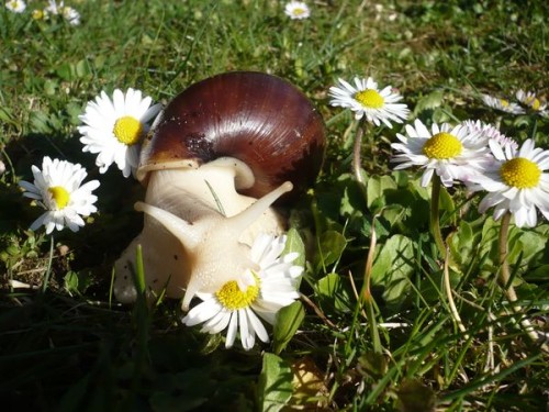 Gänseblümchen.jpg