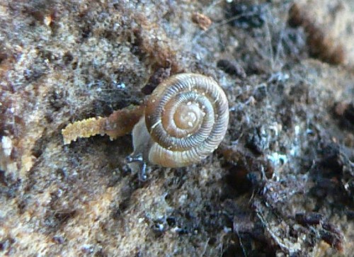 2011_04_20_diskussschnecke.jpg