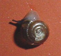 schnecke.jpg