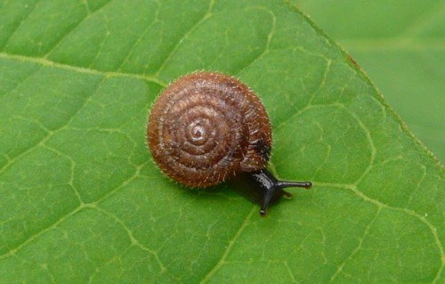 maskenschnecke.jpg