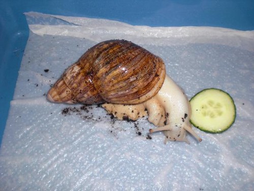 Archachatina.jpg