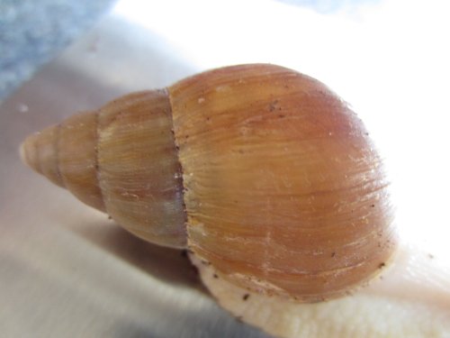 Flavus,28.05.2011.jpg