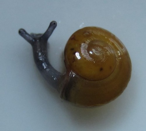 babyschnecks_005_geschn.jpg