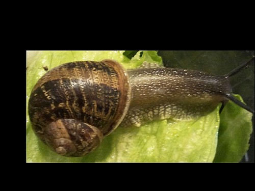 Schnecke1.jpg