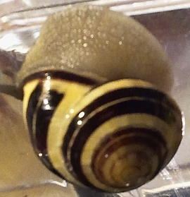 Bänderschnecke.jpg