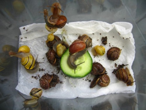 baumundbänderschnecken.jpg