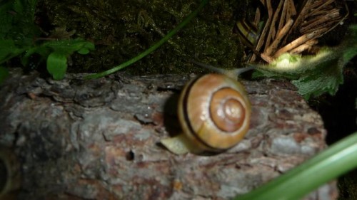 Bilder 2009 4315.jpg
