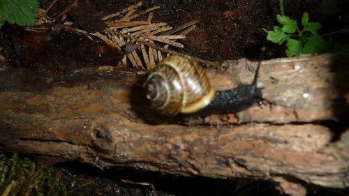 Bilder 2009 4323.jpg