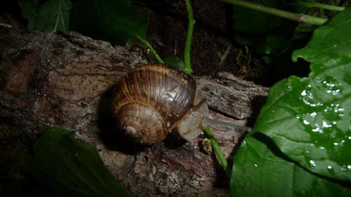 Bilder 2009 4668.jpg